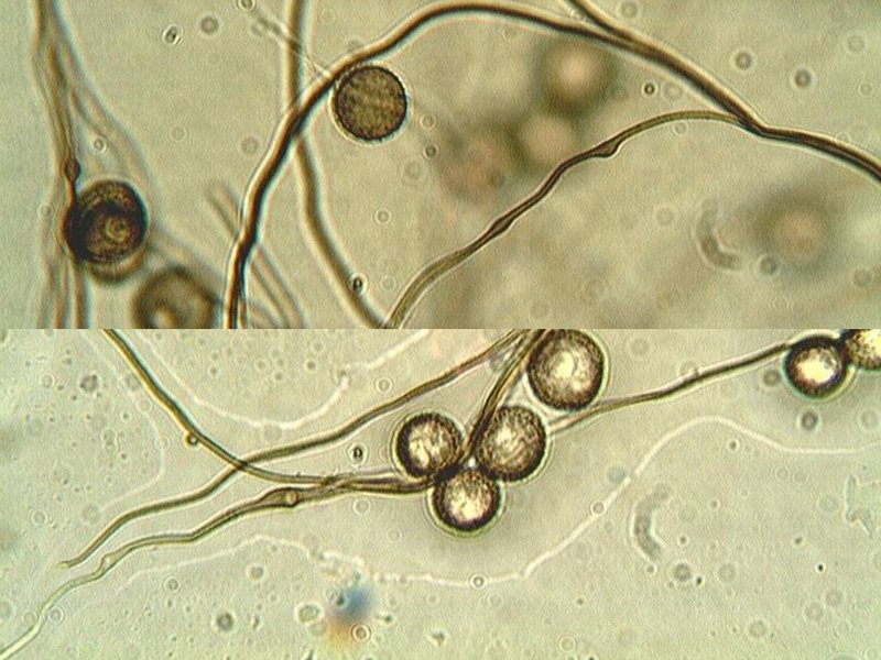 Diderma spumarioides